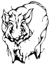 pig